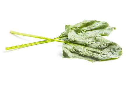Green spinach leaves isolated on white background.の写真素材