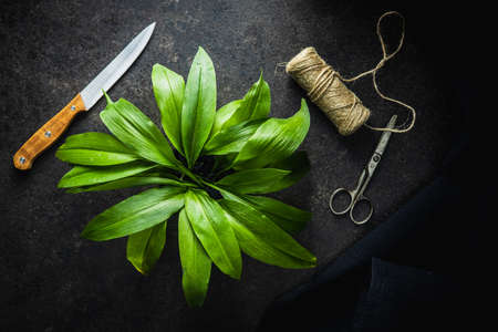 Green ramsons leaves. Wild garlic on black table. Top view.の写真素材