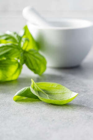 Fresh green basil leaves on kitchen table.の写真素材