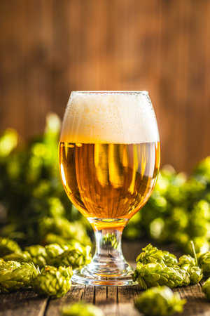 Glass of beer and hops crop on the wooden table.の写真素材