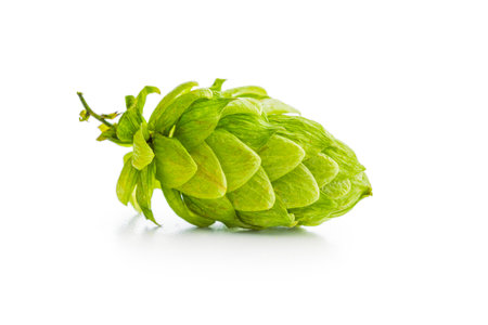 Green hops crop isolated on the white background.