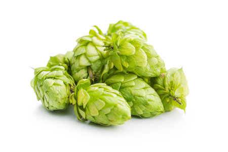 Green hops crop isolated on the white background.