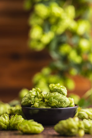 Green hops crop in bowl on the wooden table.の写真素材