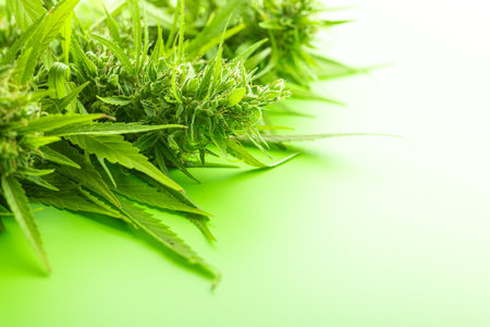 Marijuana buds. Cannabis plant on the green background.の写真素材