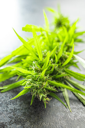 Marijuana buds. Cannabis plant on the black table.の写真素材