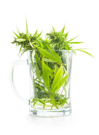 Marijuana buds. Cannabis plant in the glass cup.の写真素材