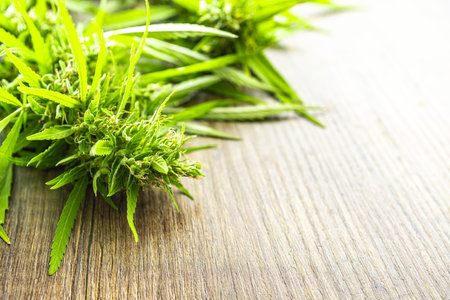 Marijuana buds. Cannabis plant on the wooden table.の写真素材
