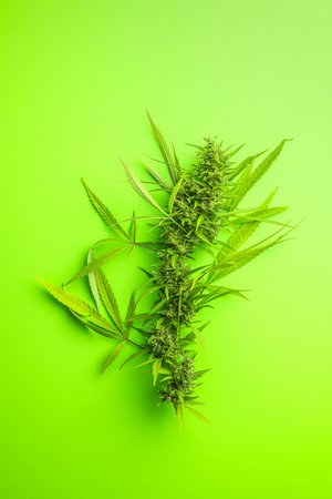 Marijuana buds. Cannabis plant on the green background. Top view.の写真素材
