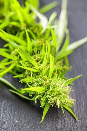 Marijuana buds. Cannabis plant on the black table.の写真素材