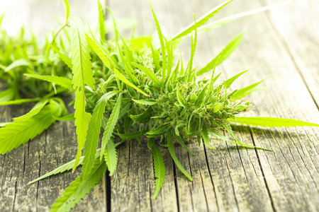 Marijuana buds. Cannabis plant on the wooden table.の写真素材