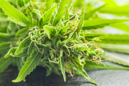 Marijuana buds. Cannabis plant on the black table.の写真素材