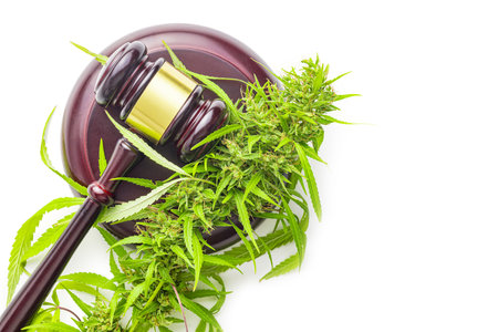 Marijuana buds. Cannabis plant and the judge gavel isolated on white background.の写真素材