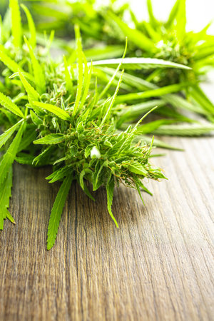 Marijuana buds. Cannabis plant on the wooden table.の写真素材