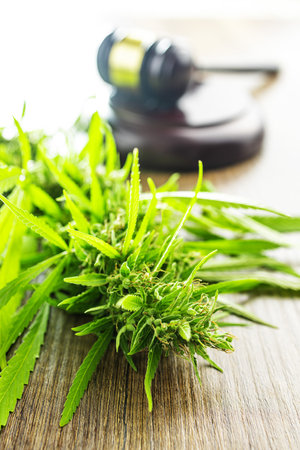 Marijuana buds. Cannabis plant and the judge gavel.の写真素材