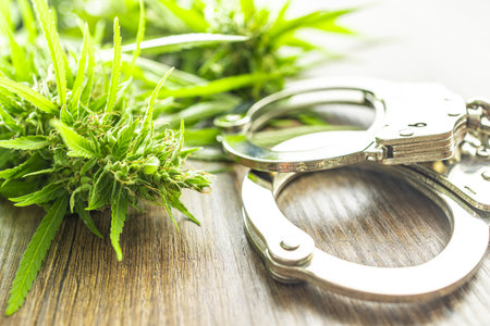 Marijuana buds. Cannabis plant and the handcuffs.の写真素材