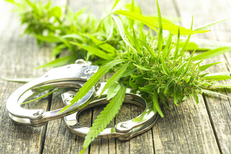 Marijuana buds. Cannabis plant and the handcuffs.の写真素材