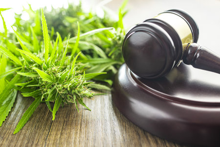 Marijuana buds. Cannabis plant and the judge gavel.の写真素材