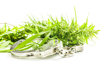 Marijuana buds. Cannabis plant and handcuffs isolated on the white background.の写真素材
