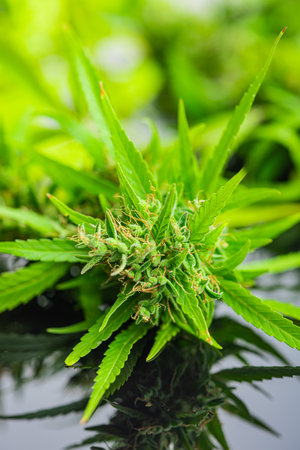 Marijuana buds. Cannabis plant on the mirror table.の写真素材