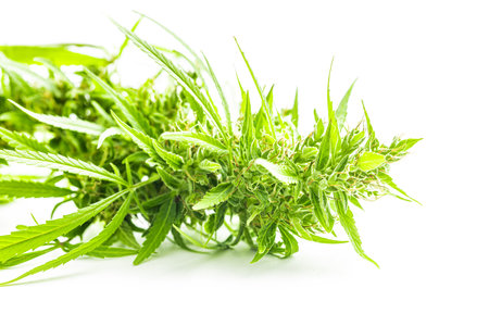 Marijuana buds. Cannabis plant isolated on the white background.の写真素材