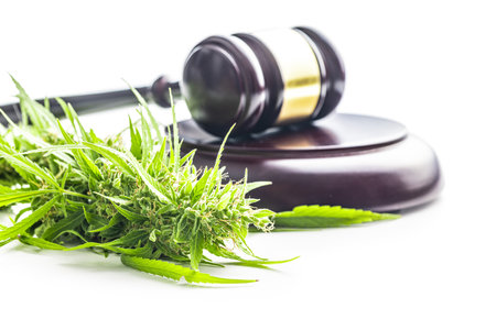 Marijuana buds. Cannabis plant and judge gavel isolated on the white background.の写真素材