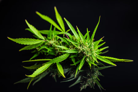 Marijuana buds. Cannabis plant on the black table.の写真素材
