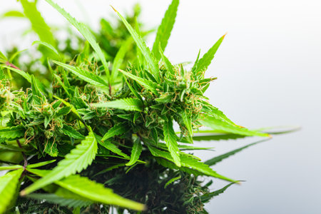 Marijuana buds. Cannabis plant on the mirror table.の写真素材