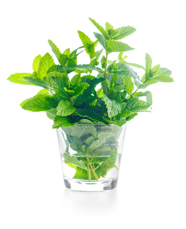 Green mint leaves isolated on the white background.の写真素材