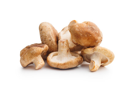 Fresh shiitake mushrooms isolated on the white background.の写真素材