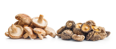 Fresh and dried shiitake mushrooms isolated on the white background.の写真素材