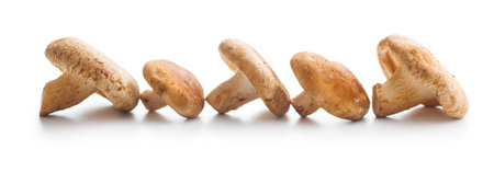 Fresh shiitake mushrooms isolated on the white background.の写真素材