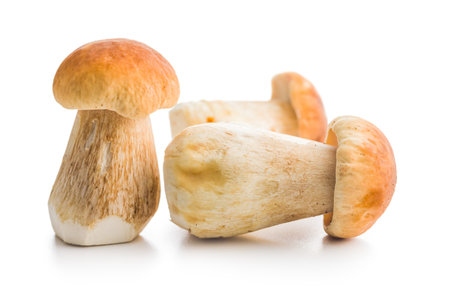 Fresh boletus mushrooms isolated on a white background.の写真素材