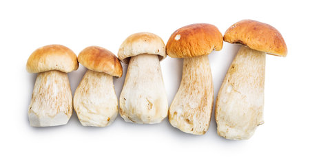 Fresh boletus mushrooms isolated on a white background.の写真素材