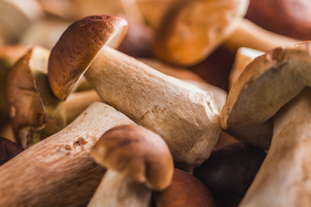 A lot of fresh boletus mushrooms.の写真素材