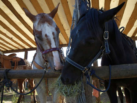 two horses in the stableの写真素材