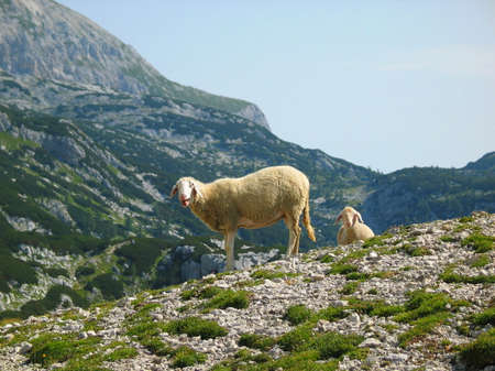 Sheep in the mountainsの写真素材