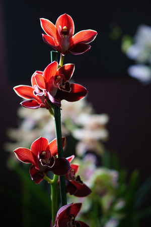 Orchids are the most splendid houseplantsの写真素材