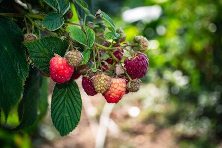 raspberries in the garden on a summer afternoon, selective approachの写真素材