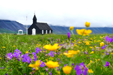 Wonderful view of black wooden church (Budakirkja) with beautiful flowers in the foreground at Budir village, Iceland, selected focus blur on the foregroundの写真素材