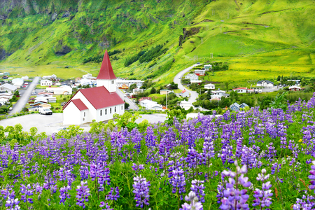 Beautiful Vik church surrounded by blooming lupine flowers in summer Vik, Icelandの写真素材