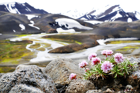 Beautiful flowers with landscape view of volcanic mountains in national park Landmannalaugar, Iceland, selected focus on the foregroundの写真素材