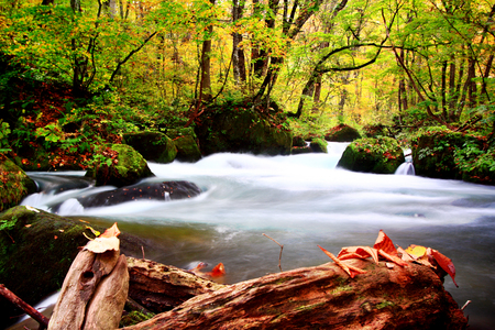 Water stream flowing through the colorful autumn forest with fallen leaves on Oirase walking trail in Towada Hachimantai National Park in Aomori, Japanの写真素材