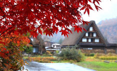 Beautiful red maple leaves at Shirakawago village, a UNESCO world heritage site in 1995, in Gifu prefecture, Japan, Selected focus blur in the backgroundのeditorial素材