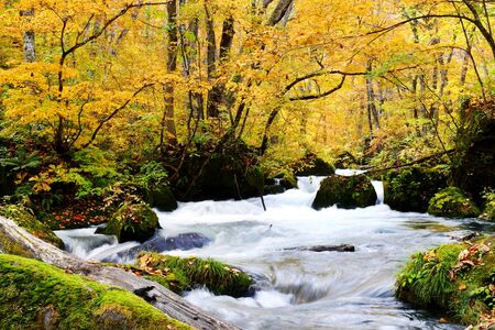 Water stream flowing through the colorful autumn forest with fallen leaves on Oirase walking trail in Towada Hachimantai National Park,  Aomori, Japanの写真素材