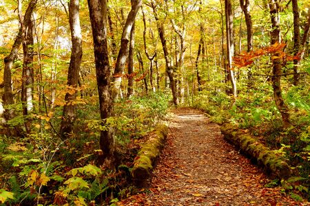 Oirase stream walking trail with colorful autumn forest in Towada Hachimantai National Park,  Aomori, Japanの写真素材