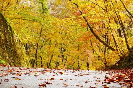 Beautiful view of yellow Japanese beech forest (Bunabayashi) during autumn season on Kankodai walking trail at Towada lake, Aomori, Japanの写真素材