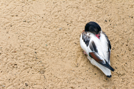 Shelduck (black and white duck, goose) relax and sleeping on the sand (Latin: Tadorna tadorna; class birds; squad anseriformes; family duck)の写真素材