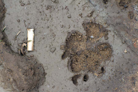 Footprint of dog or wolf on wet dirt. Next to the imprint lies the old cigarette. The earth brown color.の写真素材
