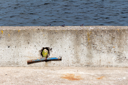 Jetty (pier) from concrete. In the stone hole. Through the breach you can see the flower. In the background water (blurred)の写真素材