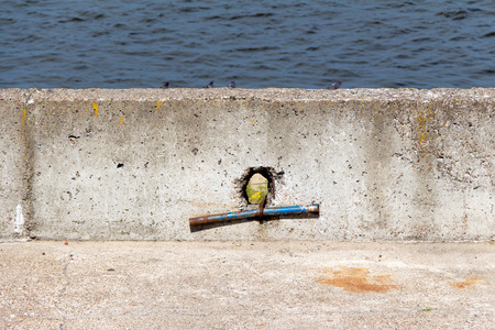 Jetty (pier) from concrete. In the stone hole. Through the breach you can see the flower. In the background water (blurred)の写真素材